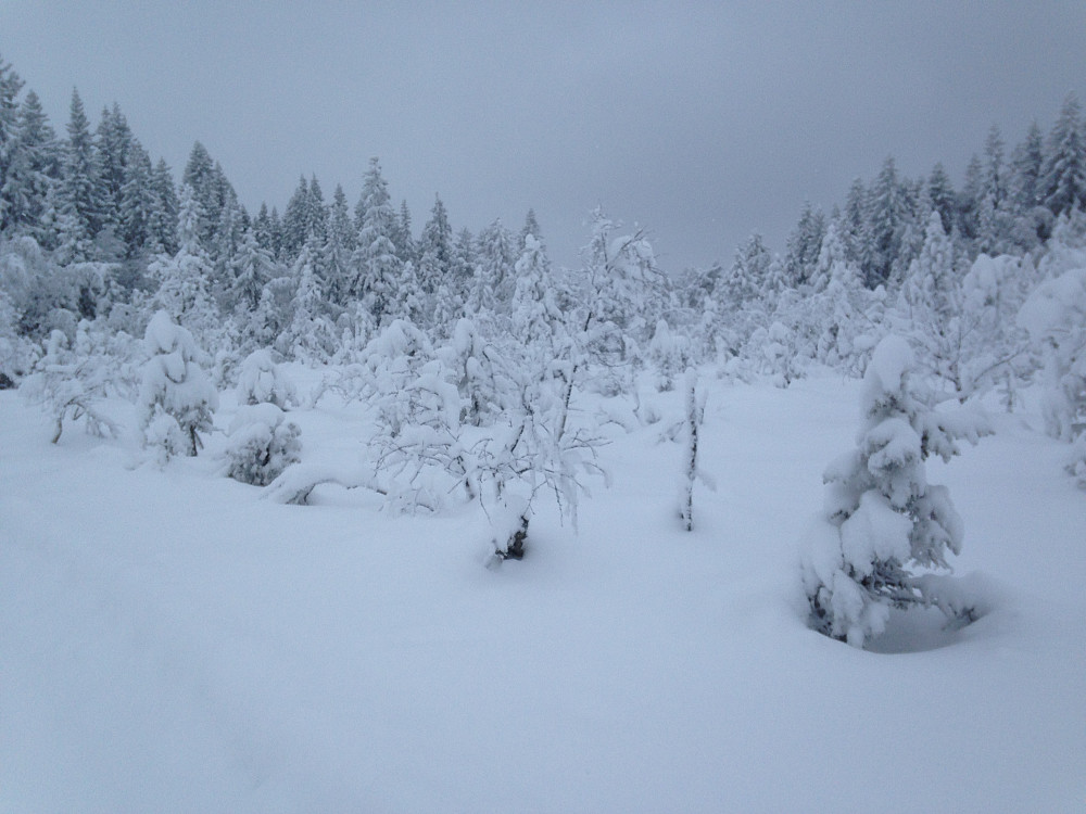 Fint i skogen, snart på Blivgodt, der jeg snudde