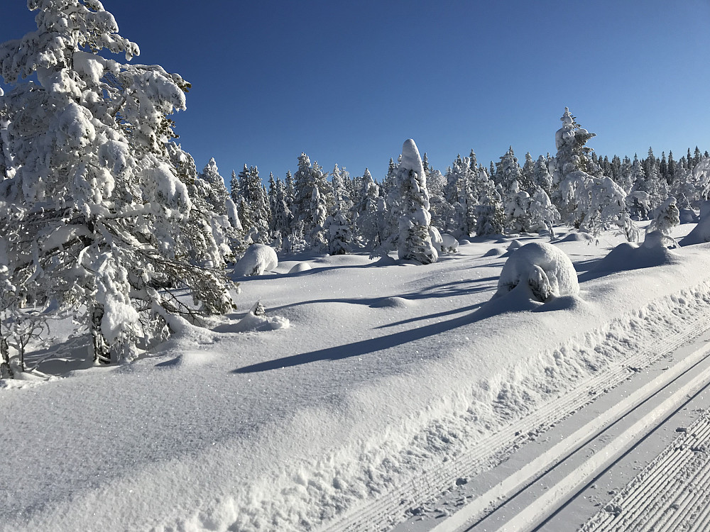 Vinterskog