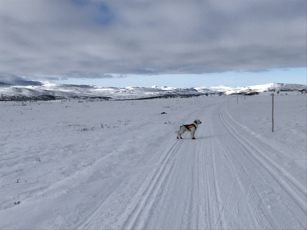 På  tur mot Leppe