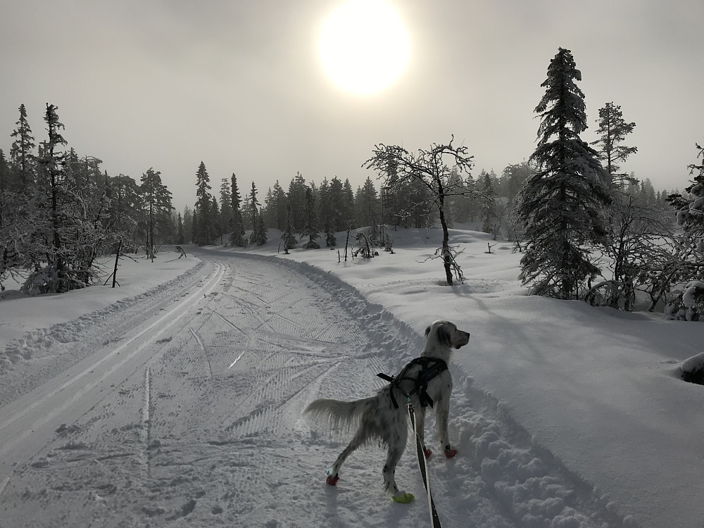 Sola dukker opp