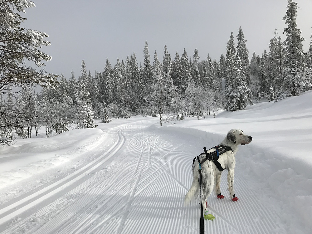 Fine løyper i dag