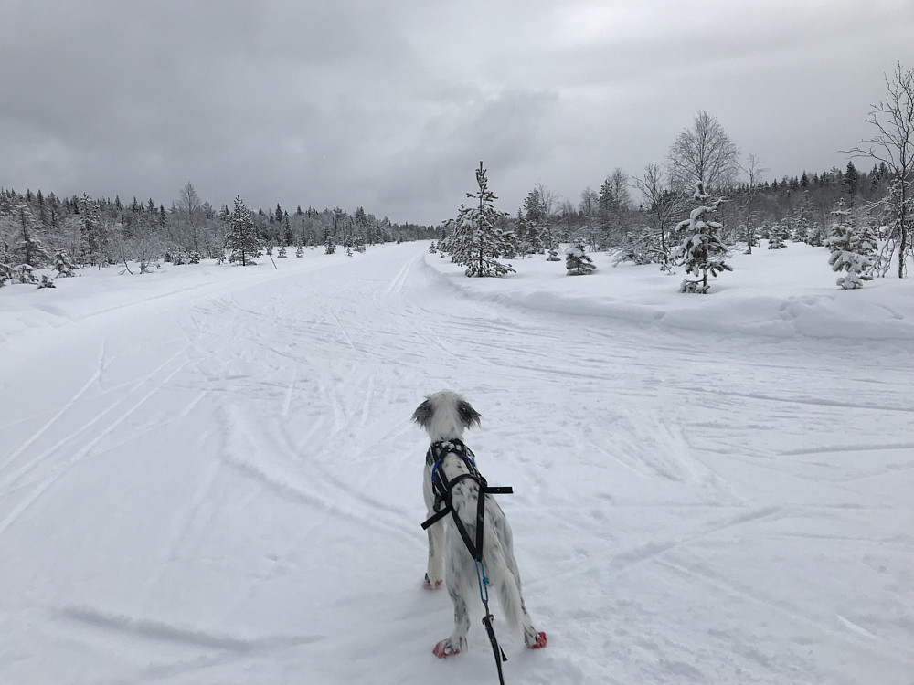 Rødgardsmyra