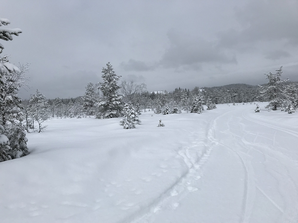 Rødgardsmyra