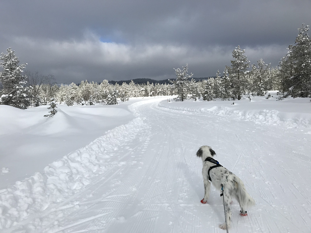 Rødgardsmyra i dag
