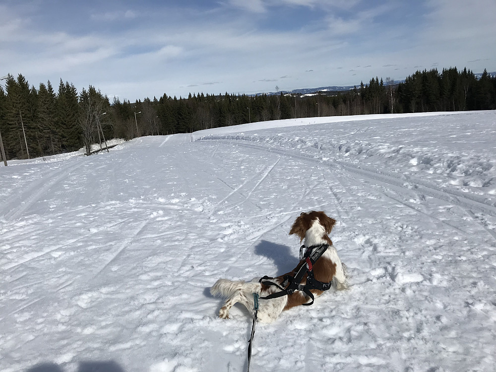Bonzo på Blivgodt
