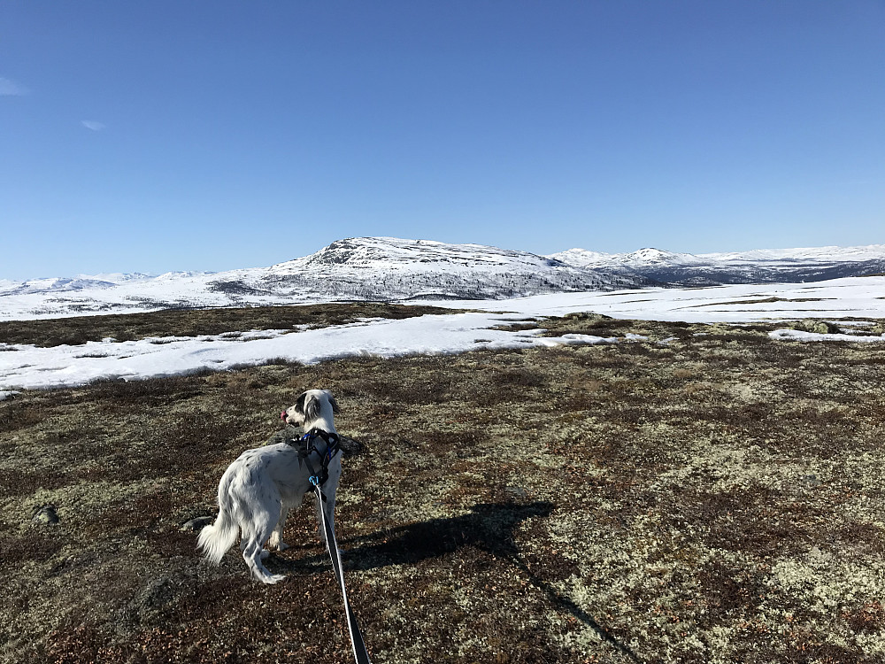 Vetafjellet, mot Ongsjøfjellet