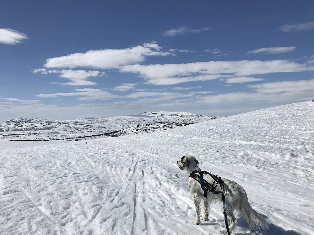 Trym i Leppskardet