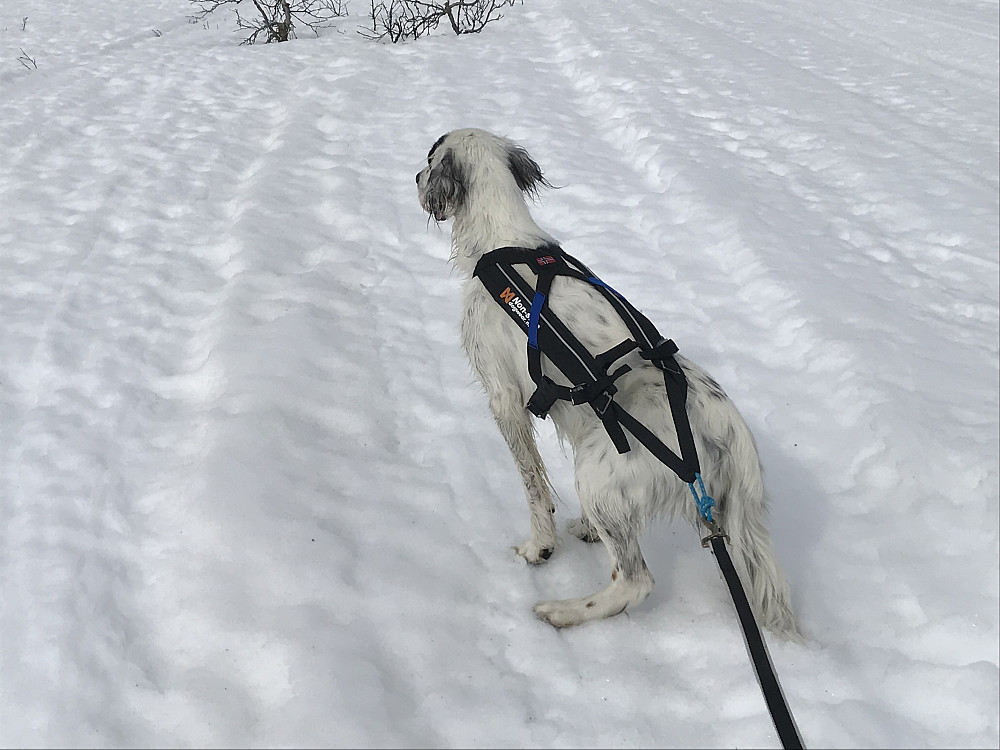 Trym har stand på rype