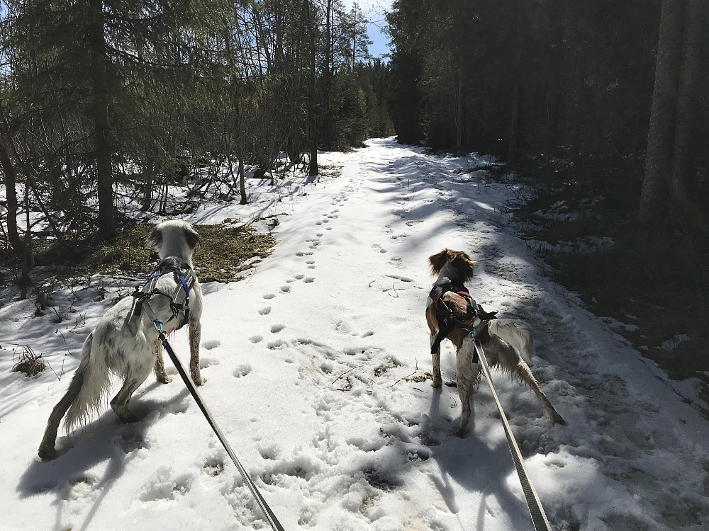 Enkelte plasser nysnø i skogen