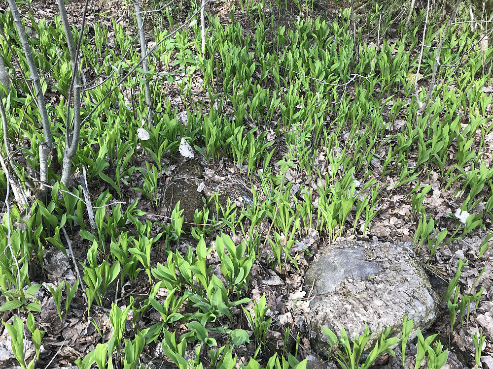 Og snart blomstrer liljekonvall