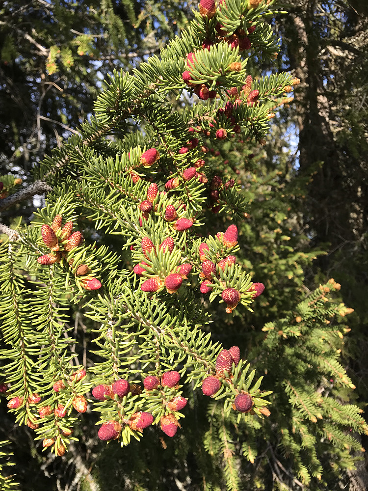 Grana "blomstrer" i år