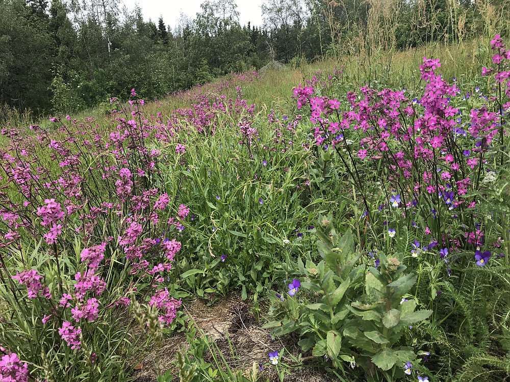 Det blomstrer på Bergstoppen