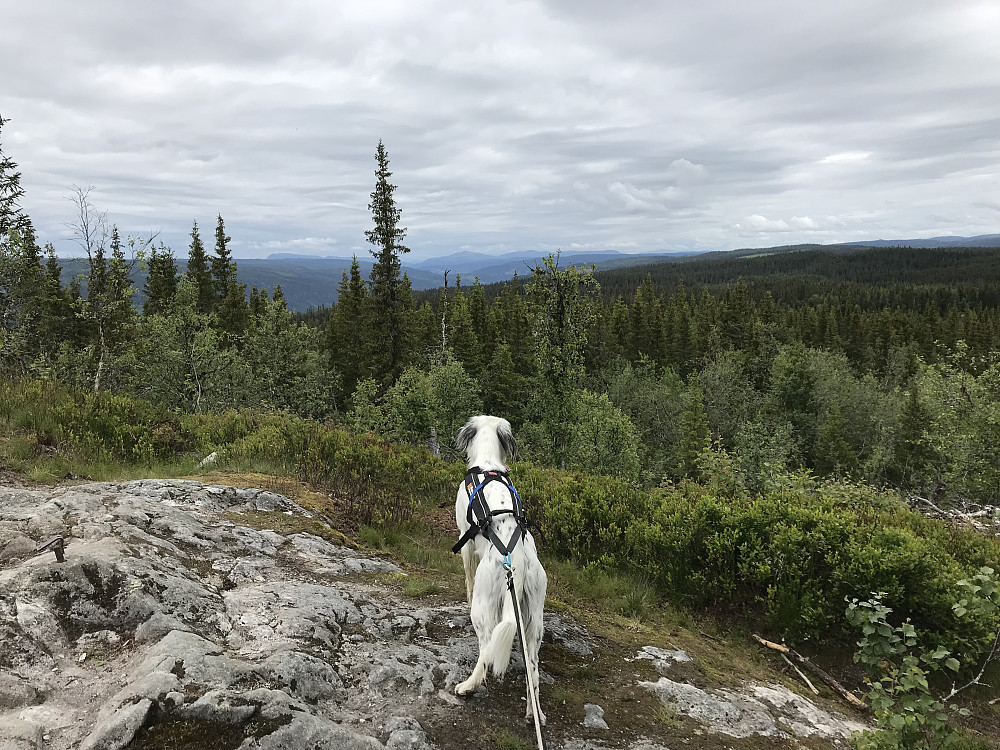 På Vardkampen