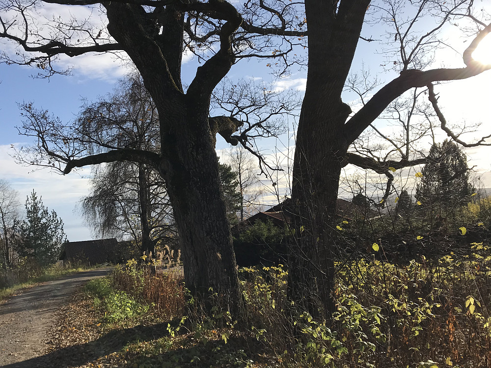 700 år gamle eiketre nedenfor Eiktunet