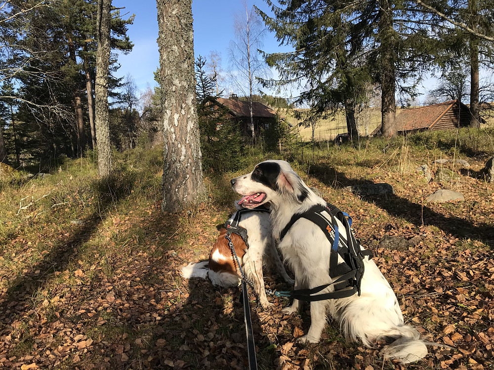 Fra Eiktunet. Masta på Bergstoppen skimtes over pipa.