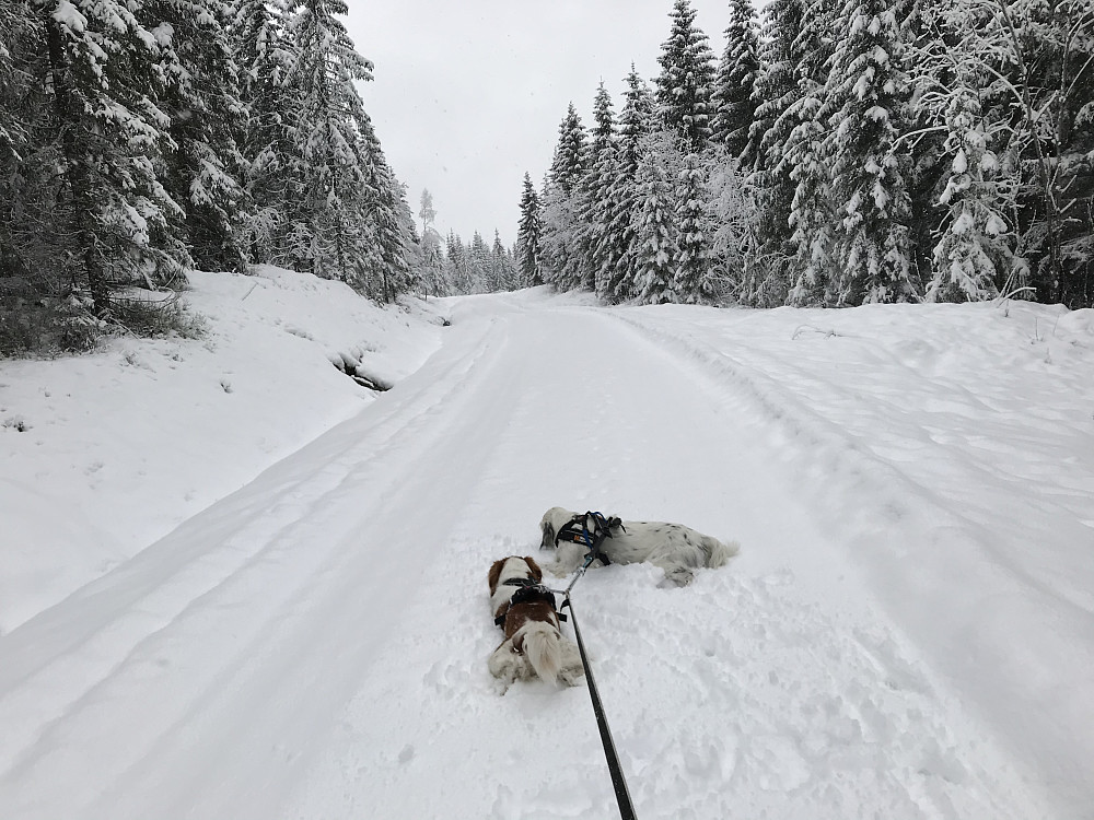 Innover skogsveien mot Furumoen