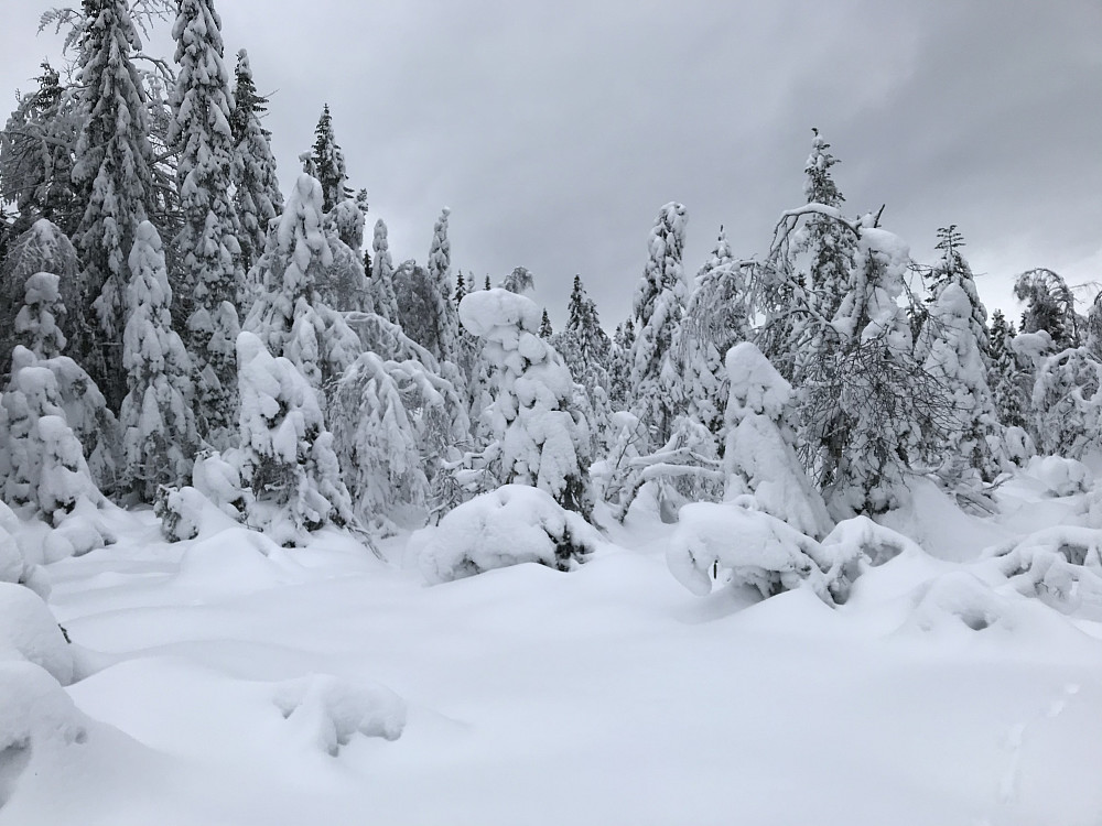 Fortsatt hvitkledd skog i dag