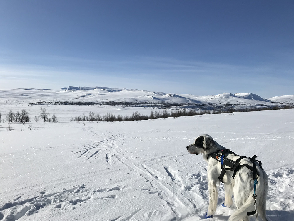 Mot Nordre Langsua fra Nordbua