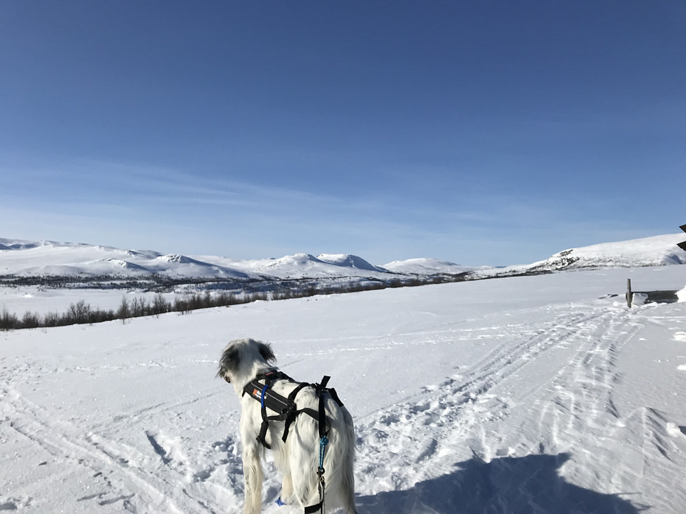 Nordbua