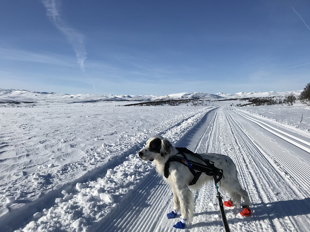 Tilbake på løypa like ved Leppe