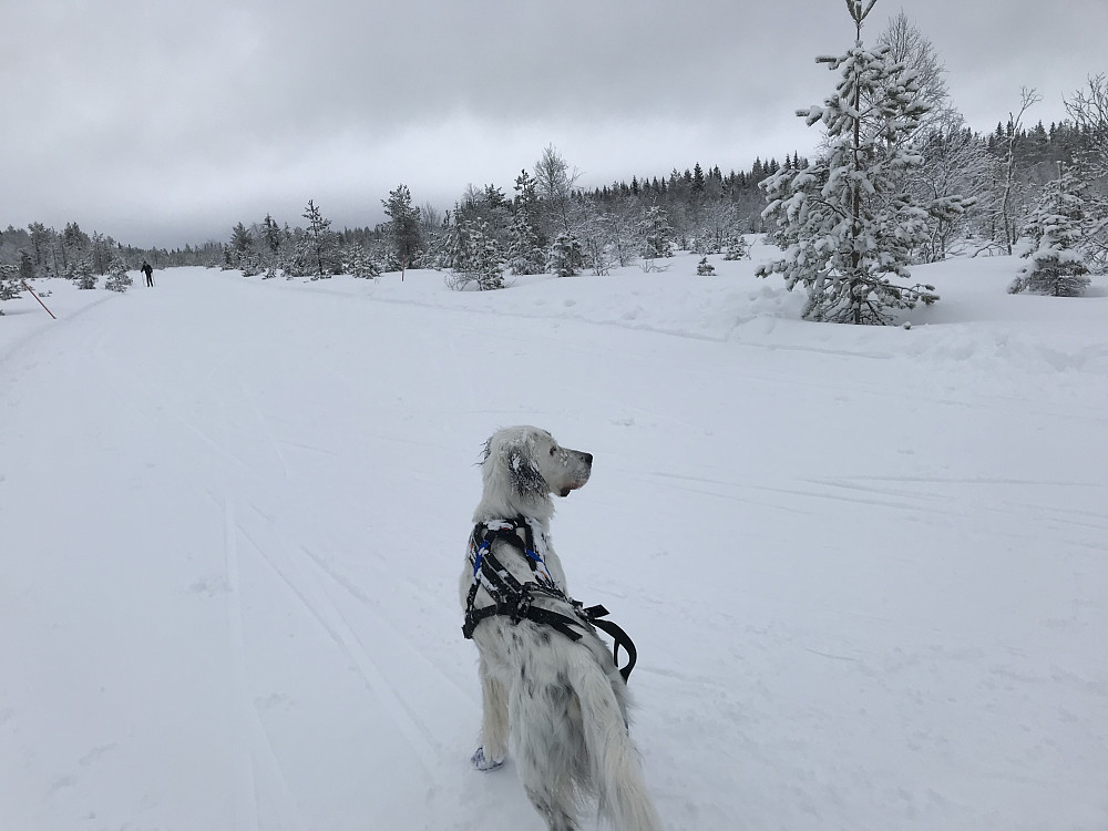 Rødgardsmyra