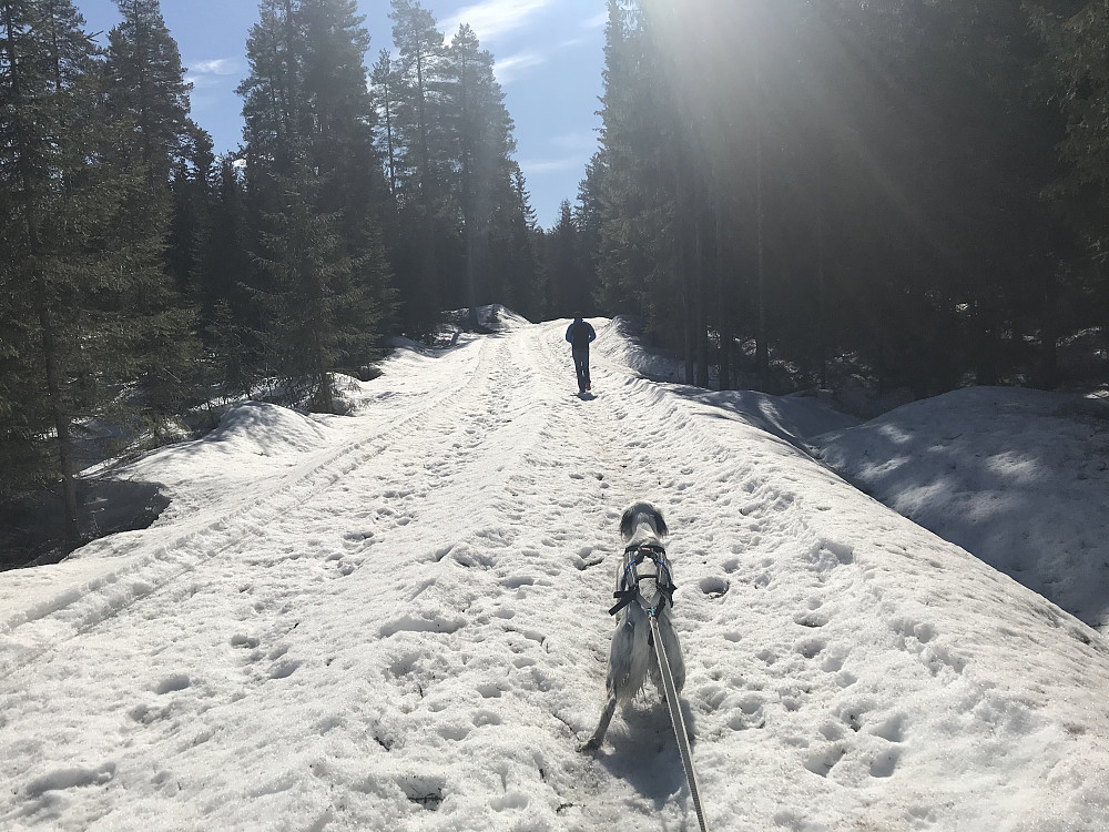 En stund til det blir bart i skogen