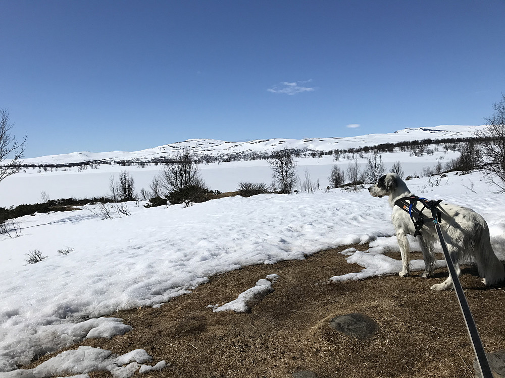 Trym hører og lukter rypesteggen