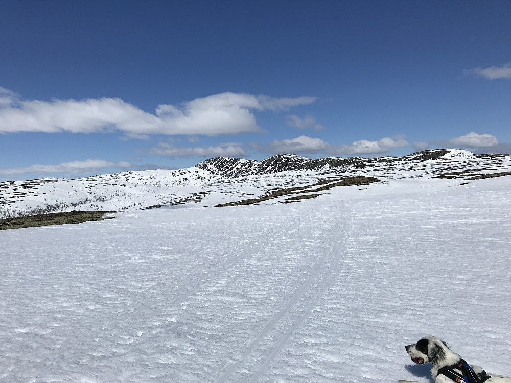 Opp mot Leppskardet/ Leppkampen