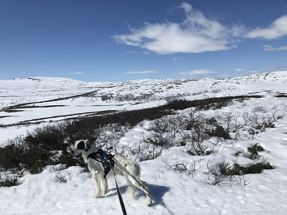 På tur ned fra Leppskardet ble det mange fotostopp
