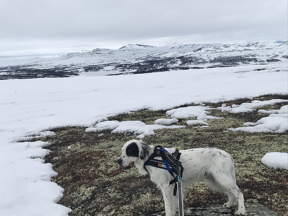 Trym på Vetafjellet