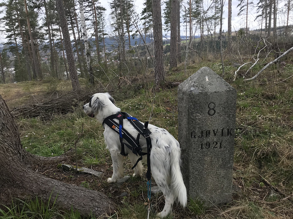 Grensestein på Hovdetoppen
