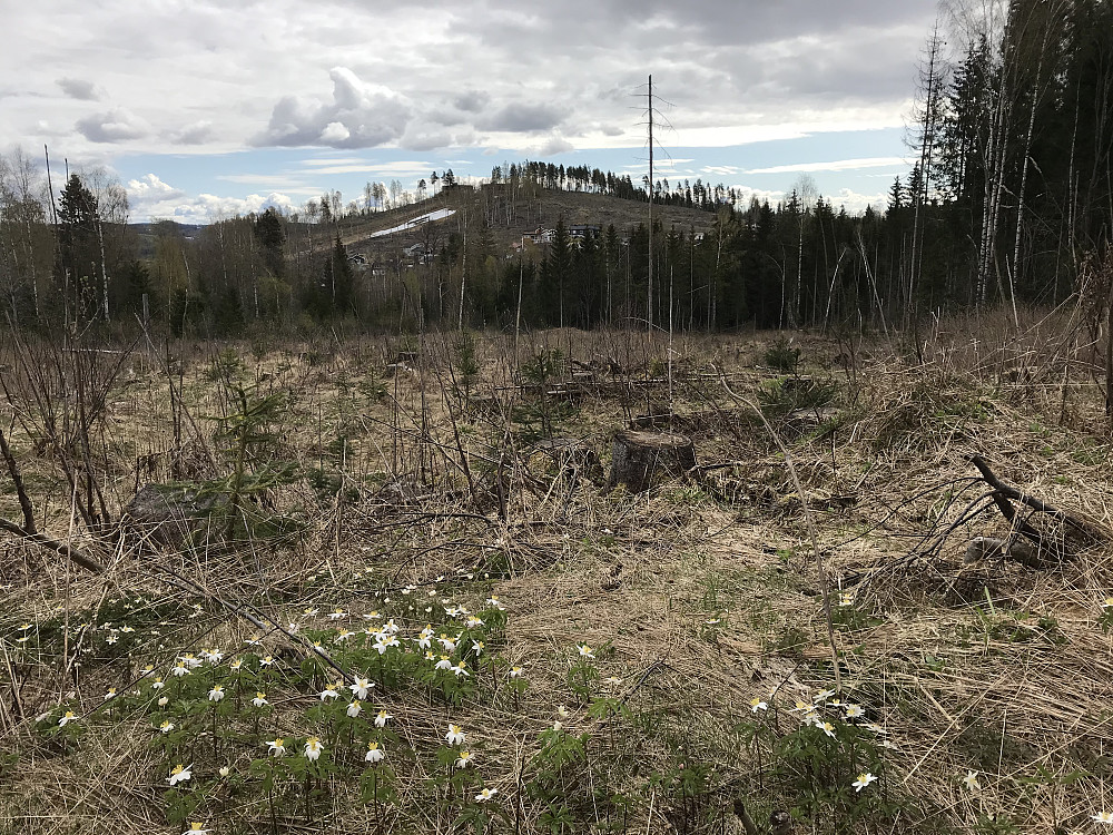 På tur oppover, ser tilbake på Hovdetoppen