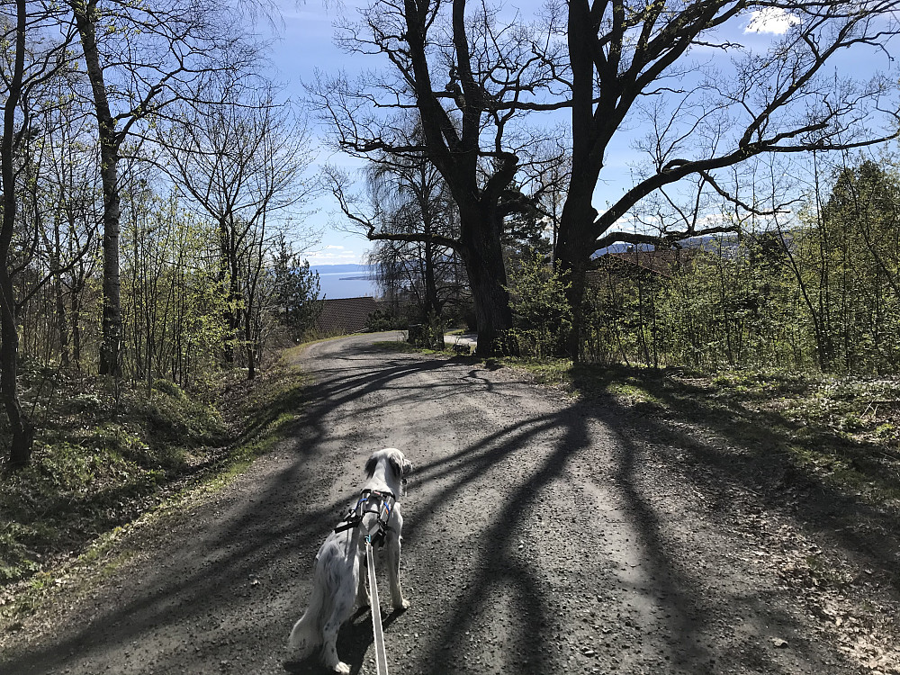 På tur hjem passerer vi de ca 700 år gamle eiketrærne i Smiuringen