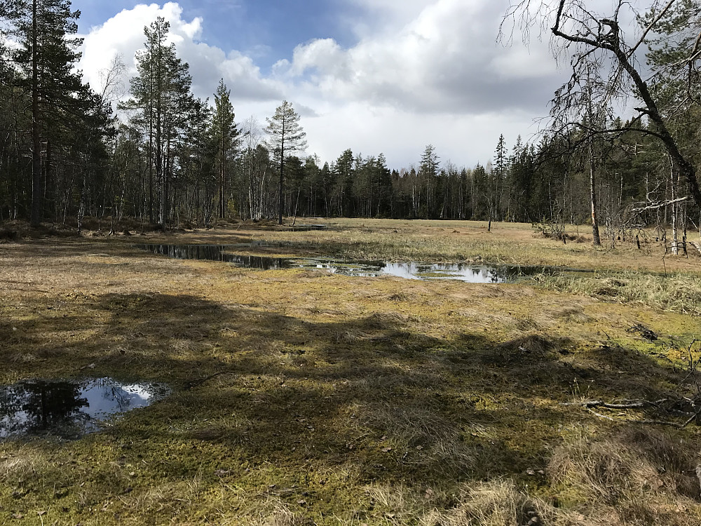 Bikkjebakkmyra