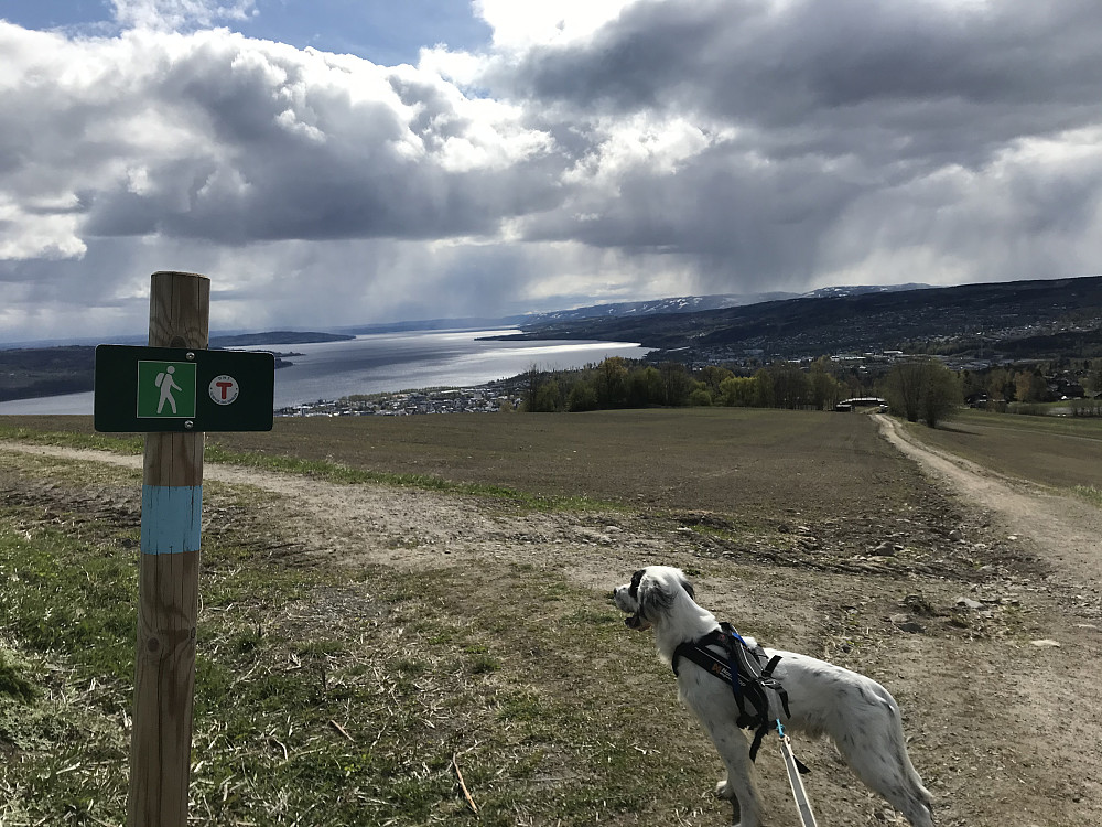 Det har blitt grønnskjær på Bergsjordet