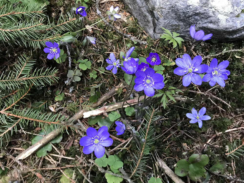 Gikk "blåveisstien" i dag også