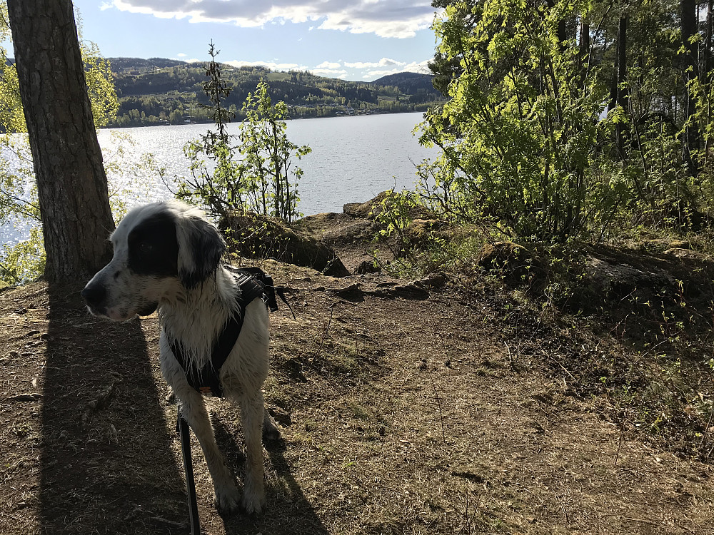 På Steinsholmen