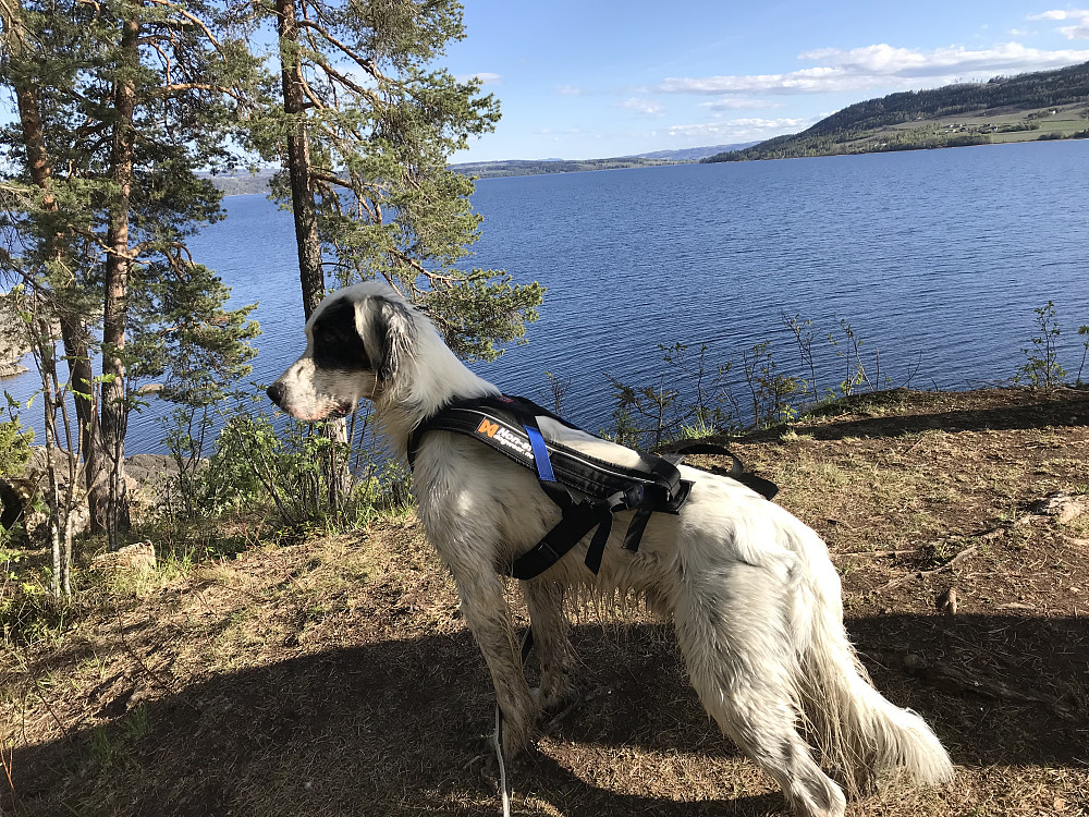 På Steinsholmen