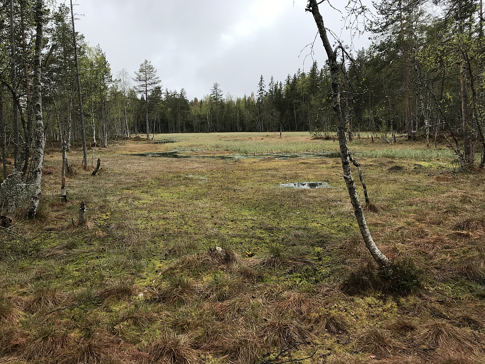 Bikkjebakkmyra