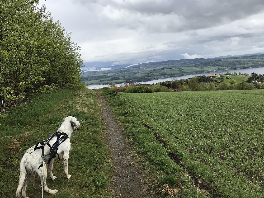 Bergsjordet