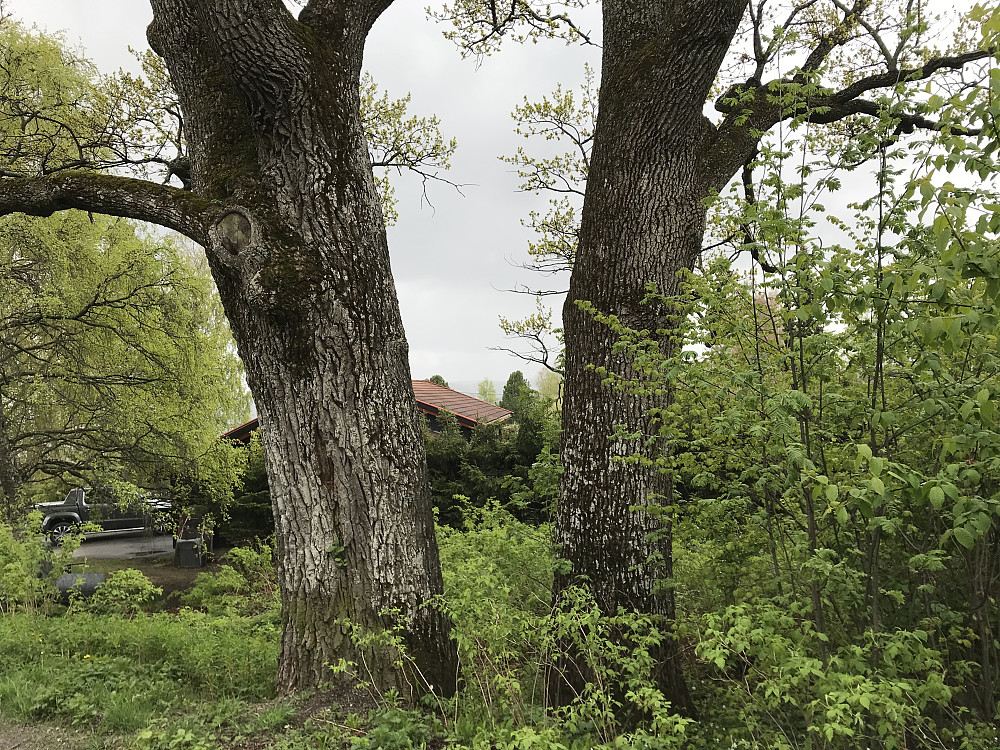 De gamle eiketrærne i Smiuringen