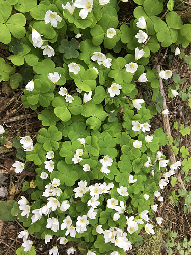 Masse gaukesyre i skogen, sammen med hvitveisen som fortsatt blomstrer, er skogbunnen helt hvit. 