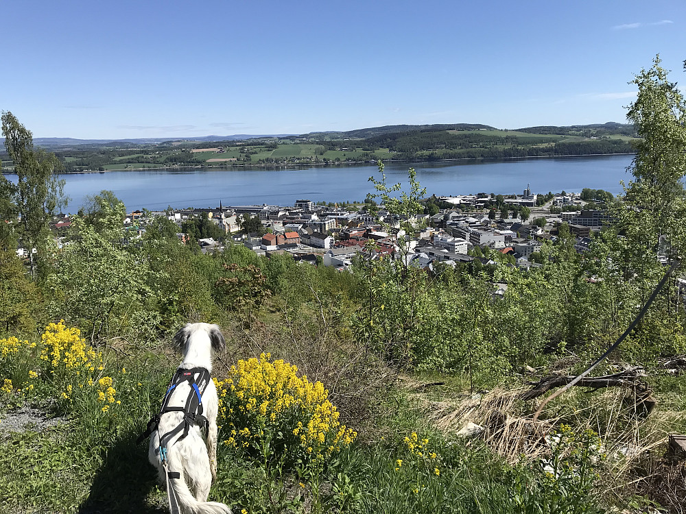 Trym ser utover Gjøvik fra Hovdetoppen