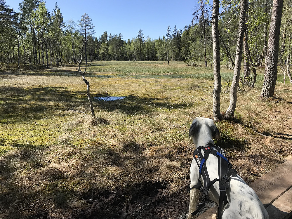 Bikkjebakkmyra