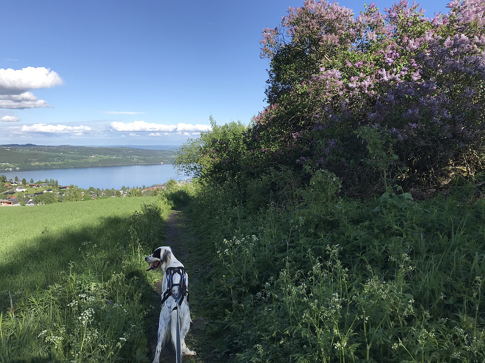 "Villsyrin" i blomst langs jordet. 