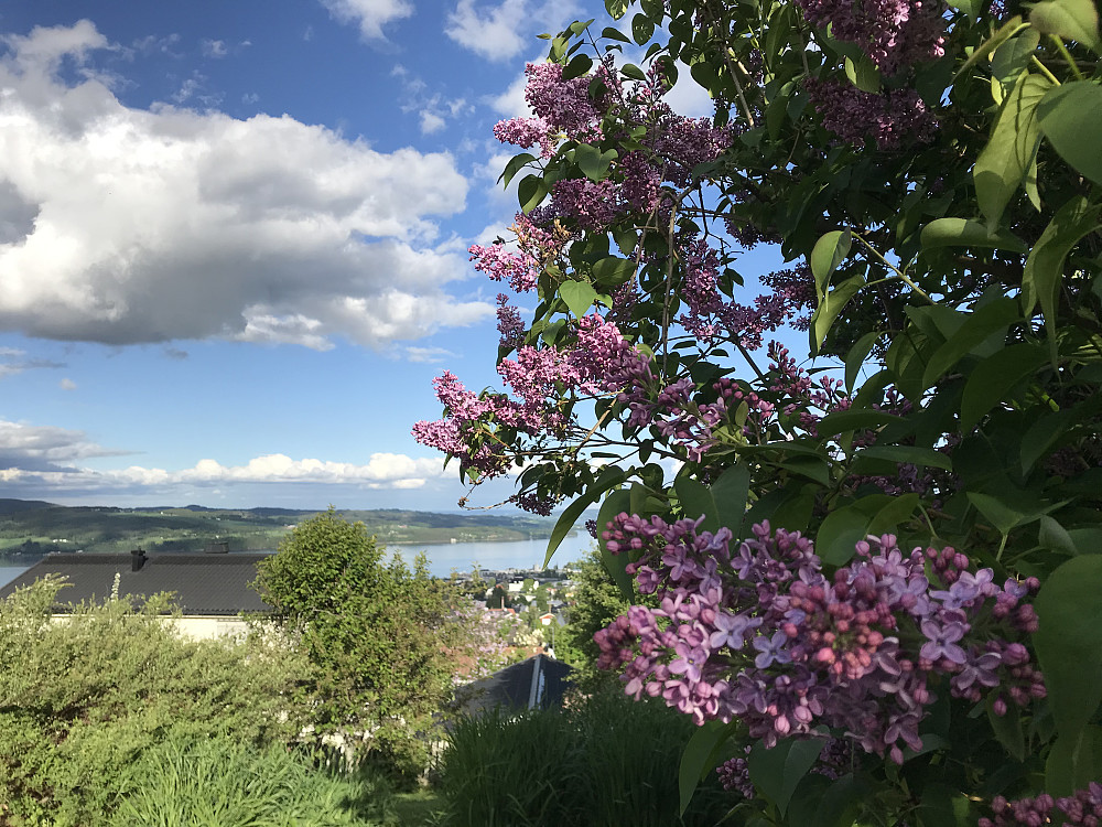 Også i hagen blomstrer syrinene nå