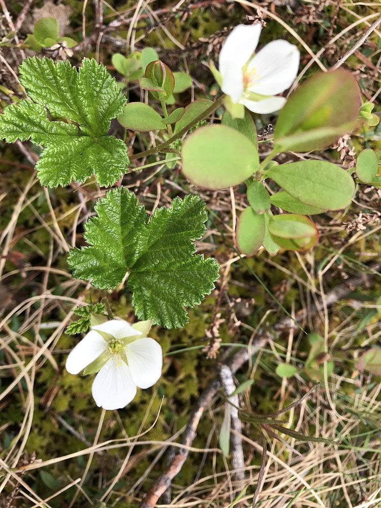 Molta blomstret på myrene