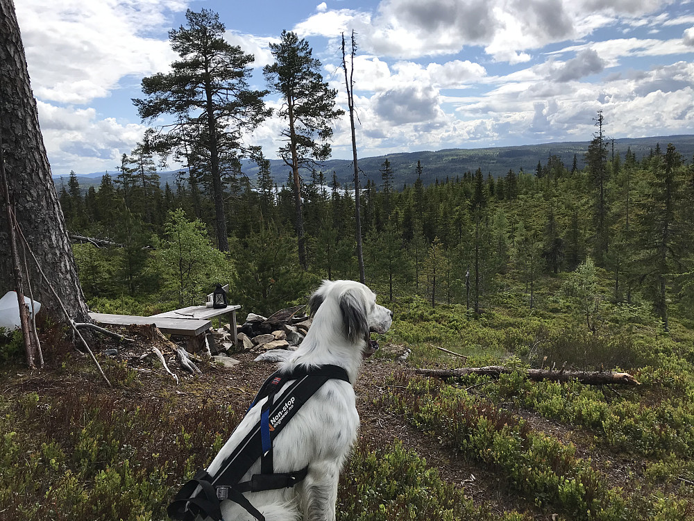 Skonhovdhøgda. Skumsjøen i bakgrunnen.