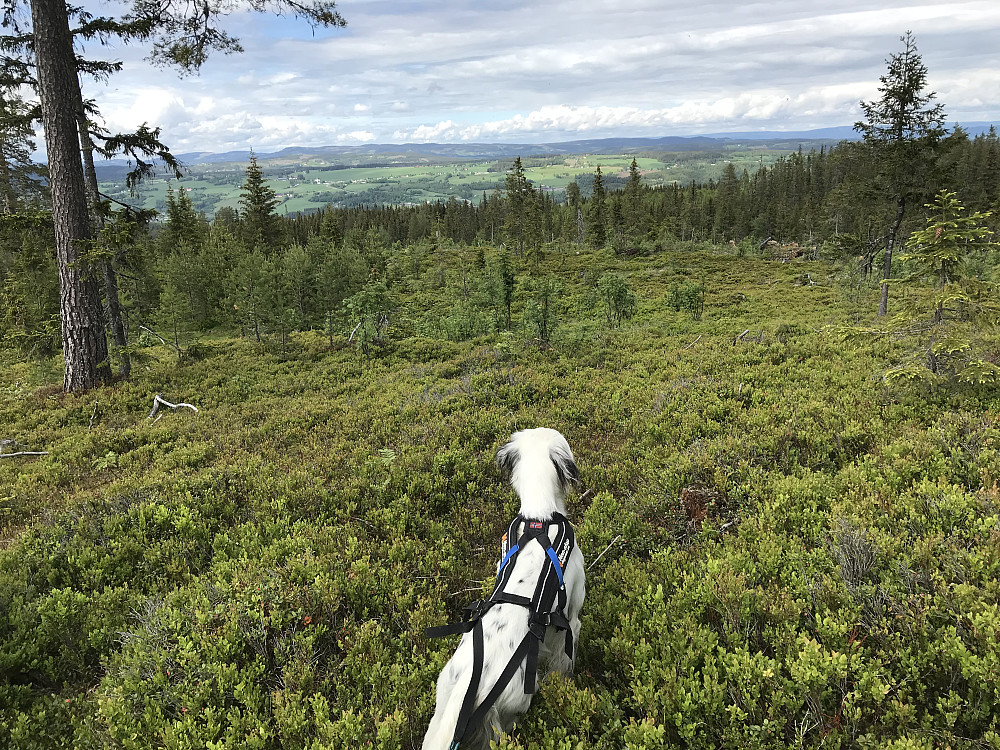 Mot Vardal fra Skonhovdhøgda