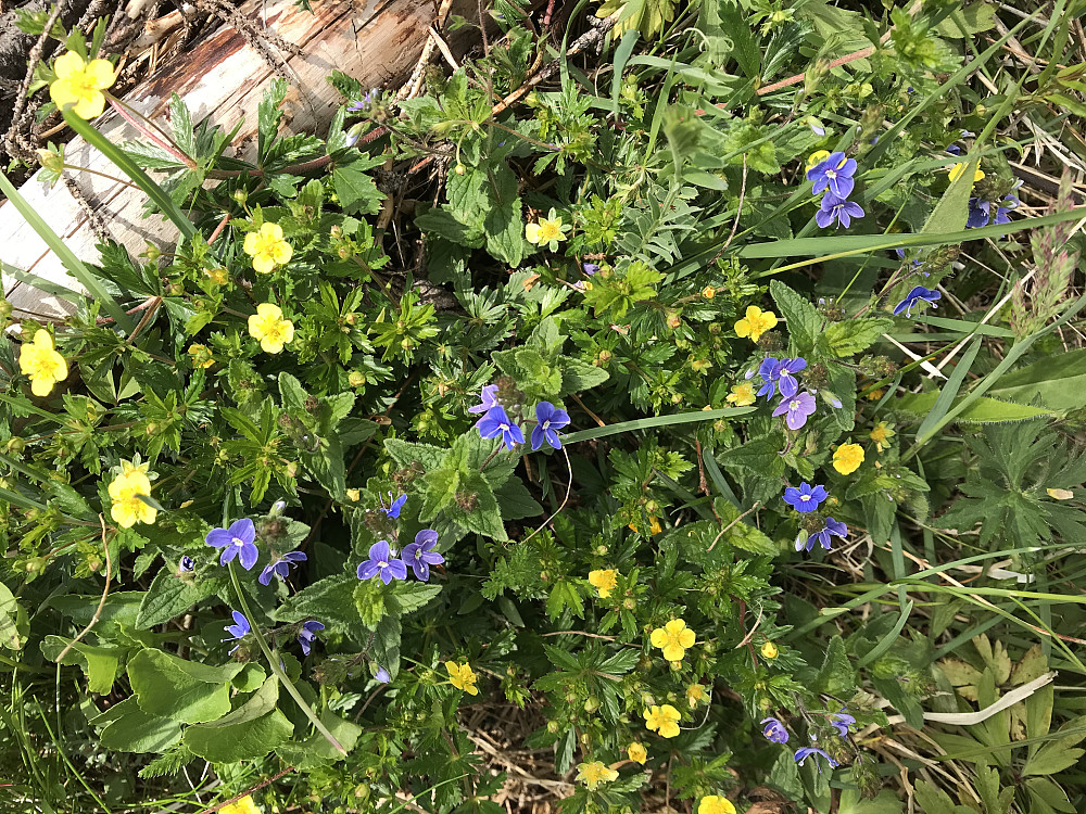 I bakkene opp mot Skonhovdhøgda kunne vi glede oss over mange forskjellige blomster